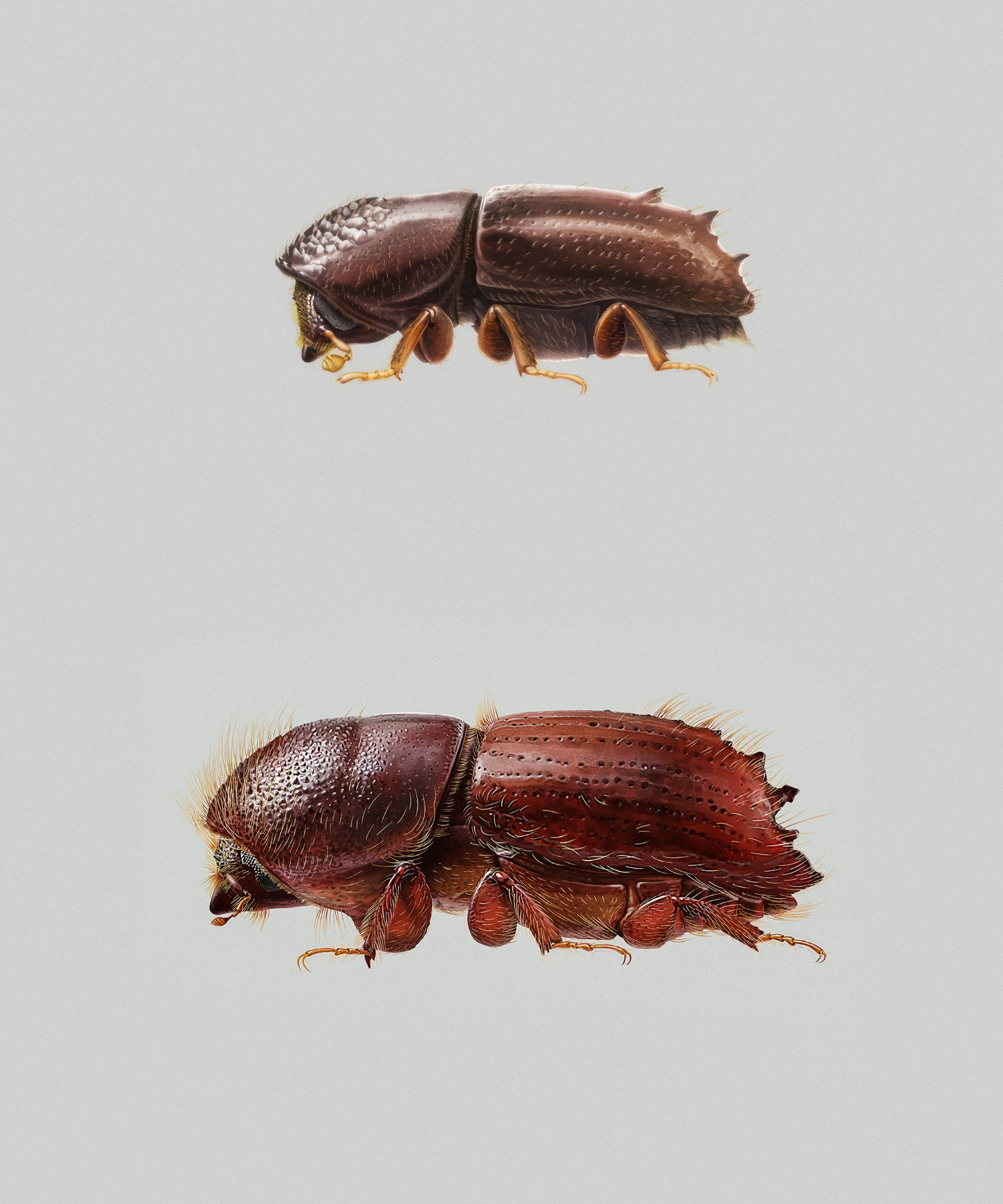 Bark Beetles in Forestry: Ips typographus & Pityogenes chalcographus