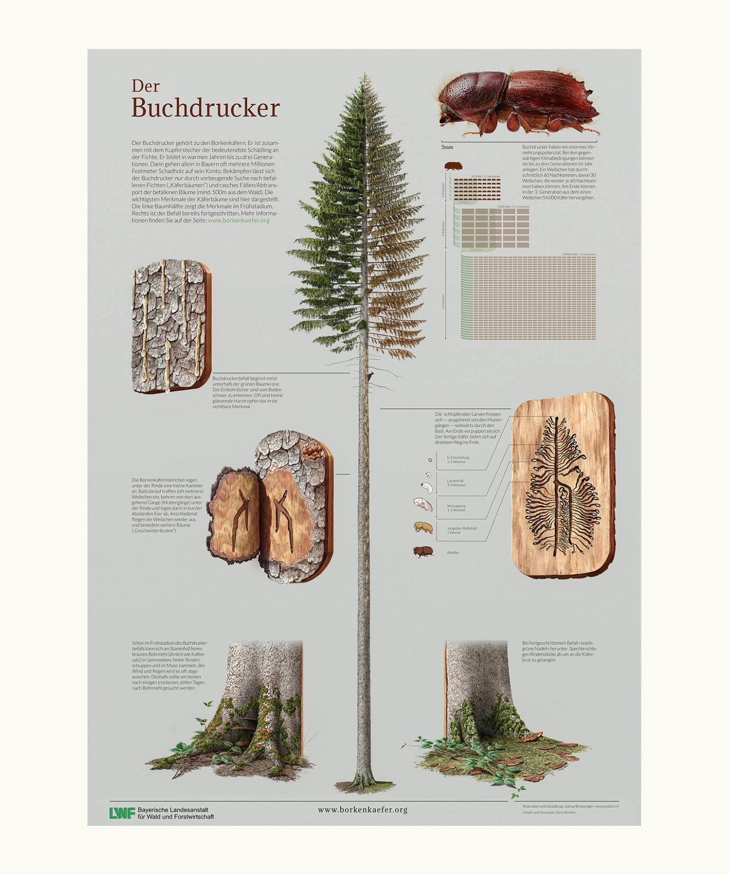European spruce bark beetle (Ips typographus)