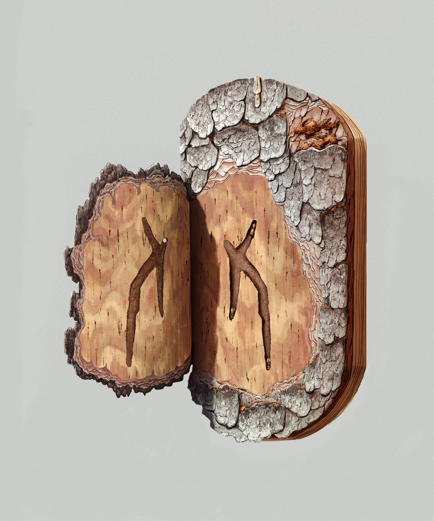 Breeding Canal of European Spruce Bark Beelte