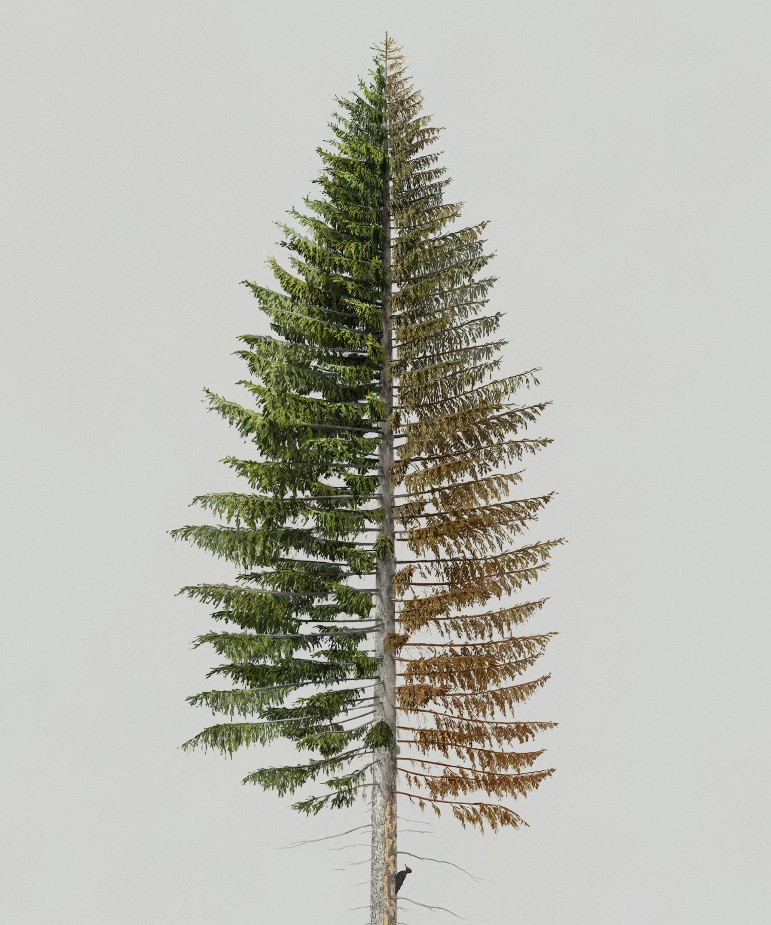 Fir Tree (Picea abies)