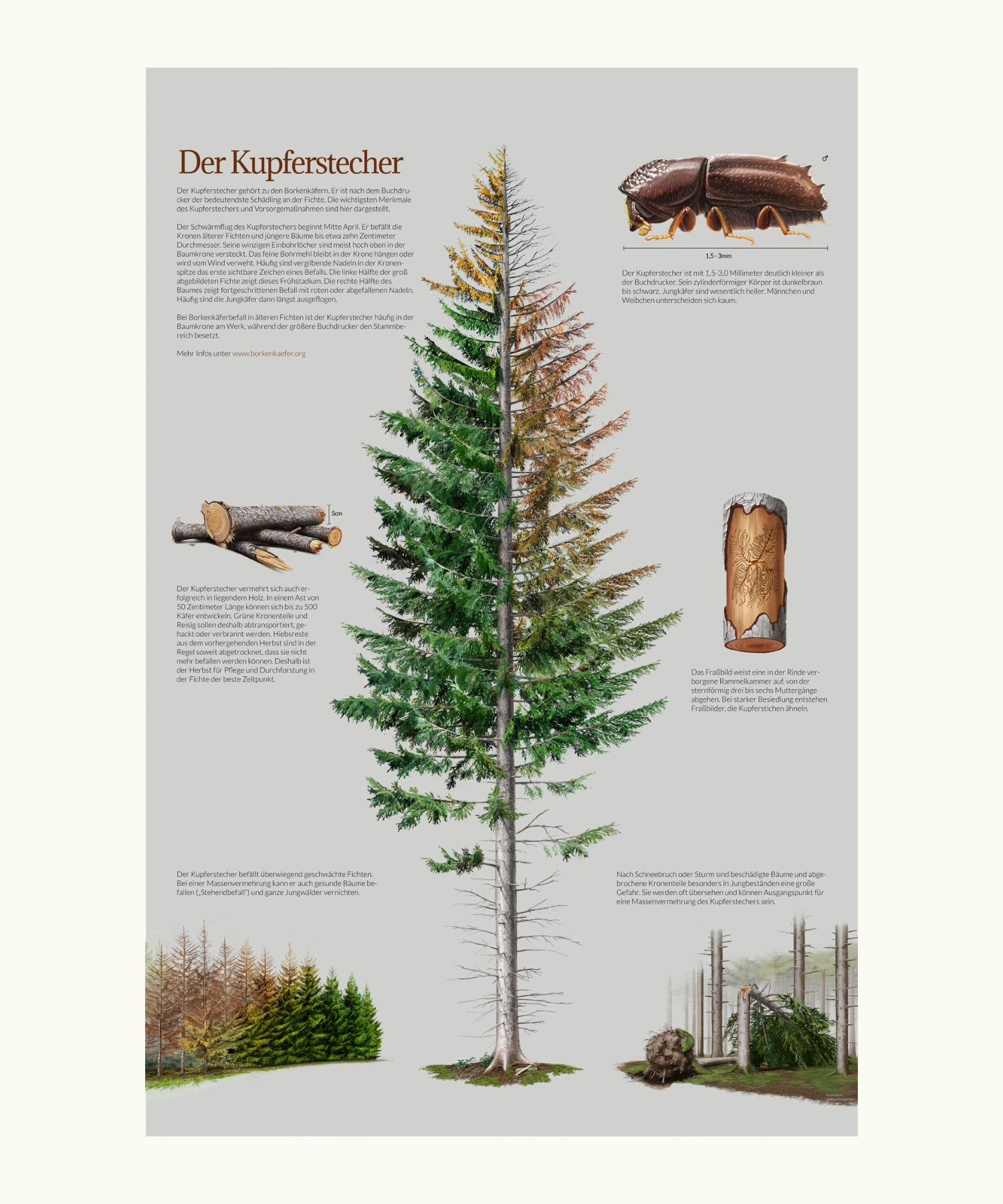 Engraver Beelte ( Pityogenes chalcographus)