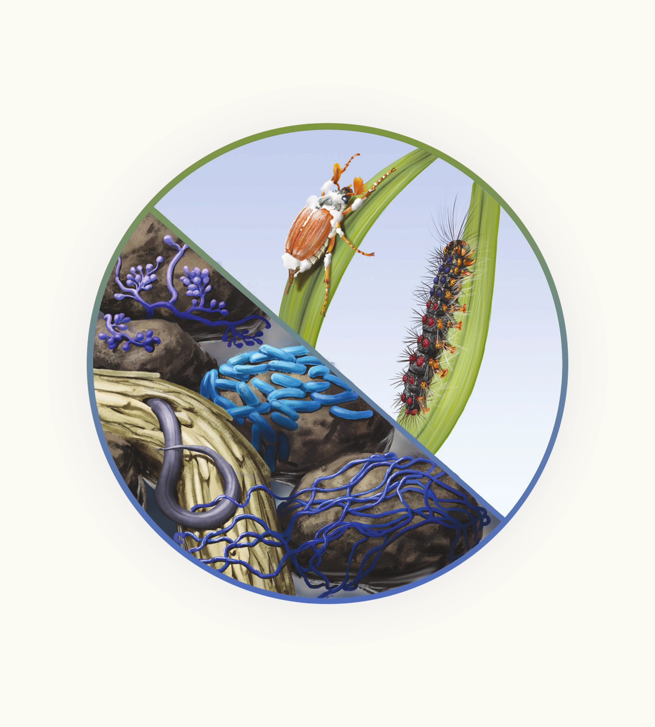 Entomopathogenic fungi & Bacillus thuringiensis