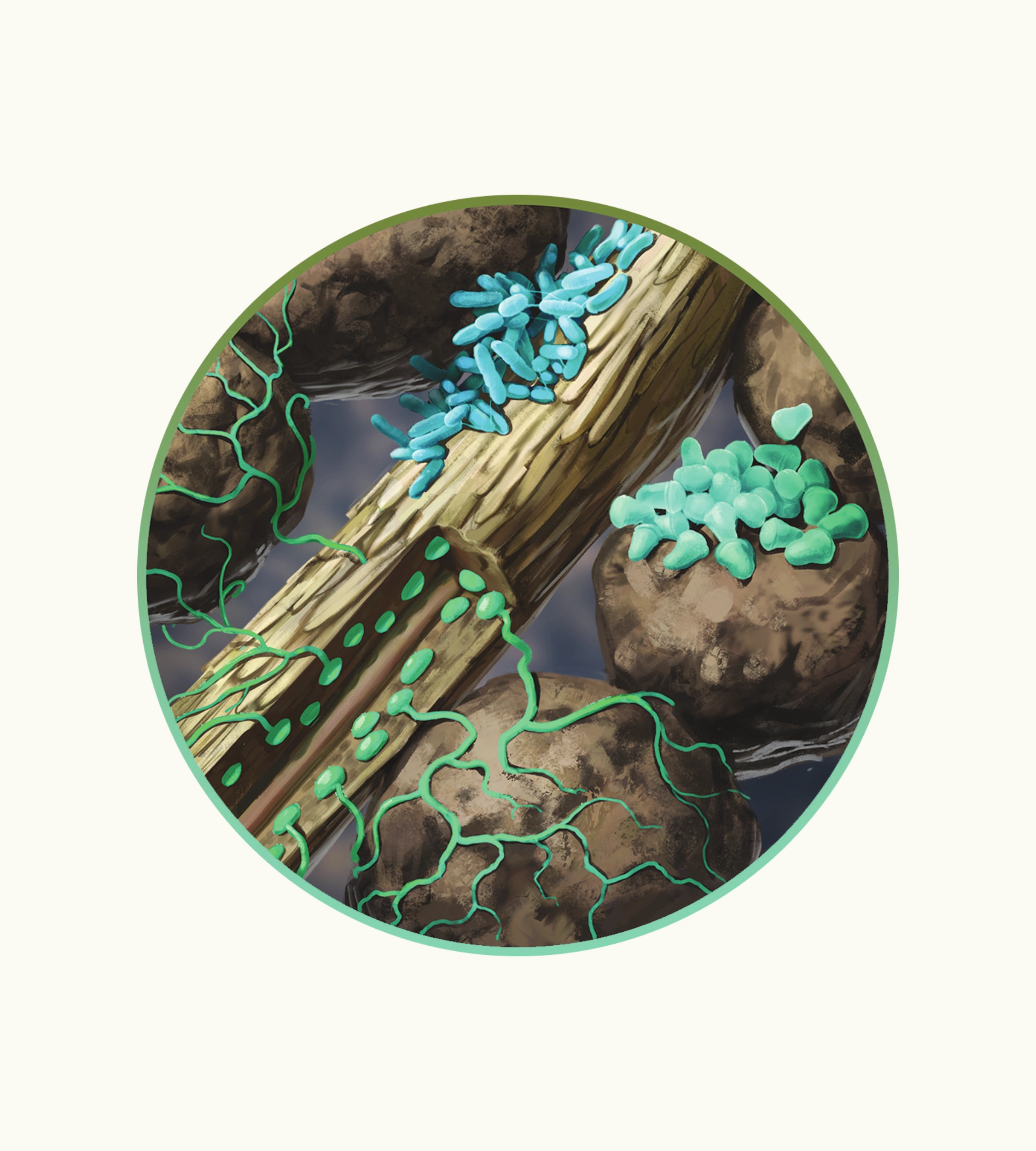 Azospirillum, Arthrobacter & Rhizophagus