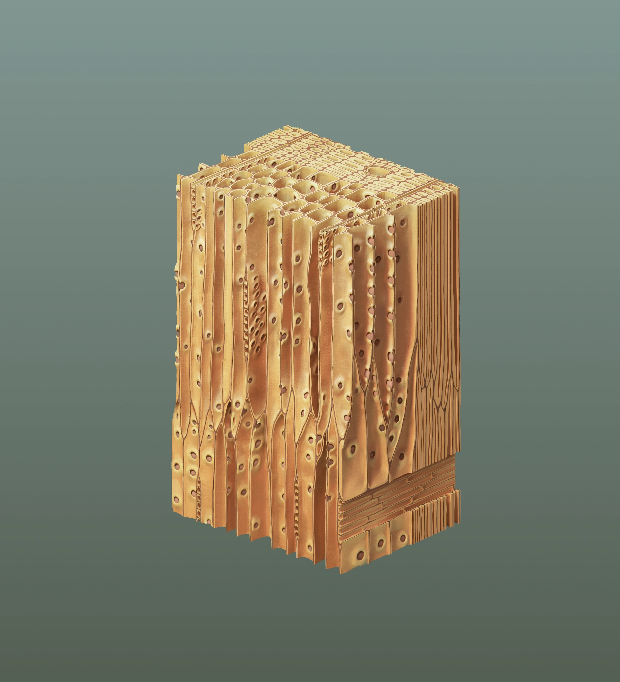 Soft Wood Cell Structure: 300 microns