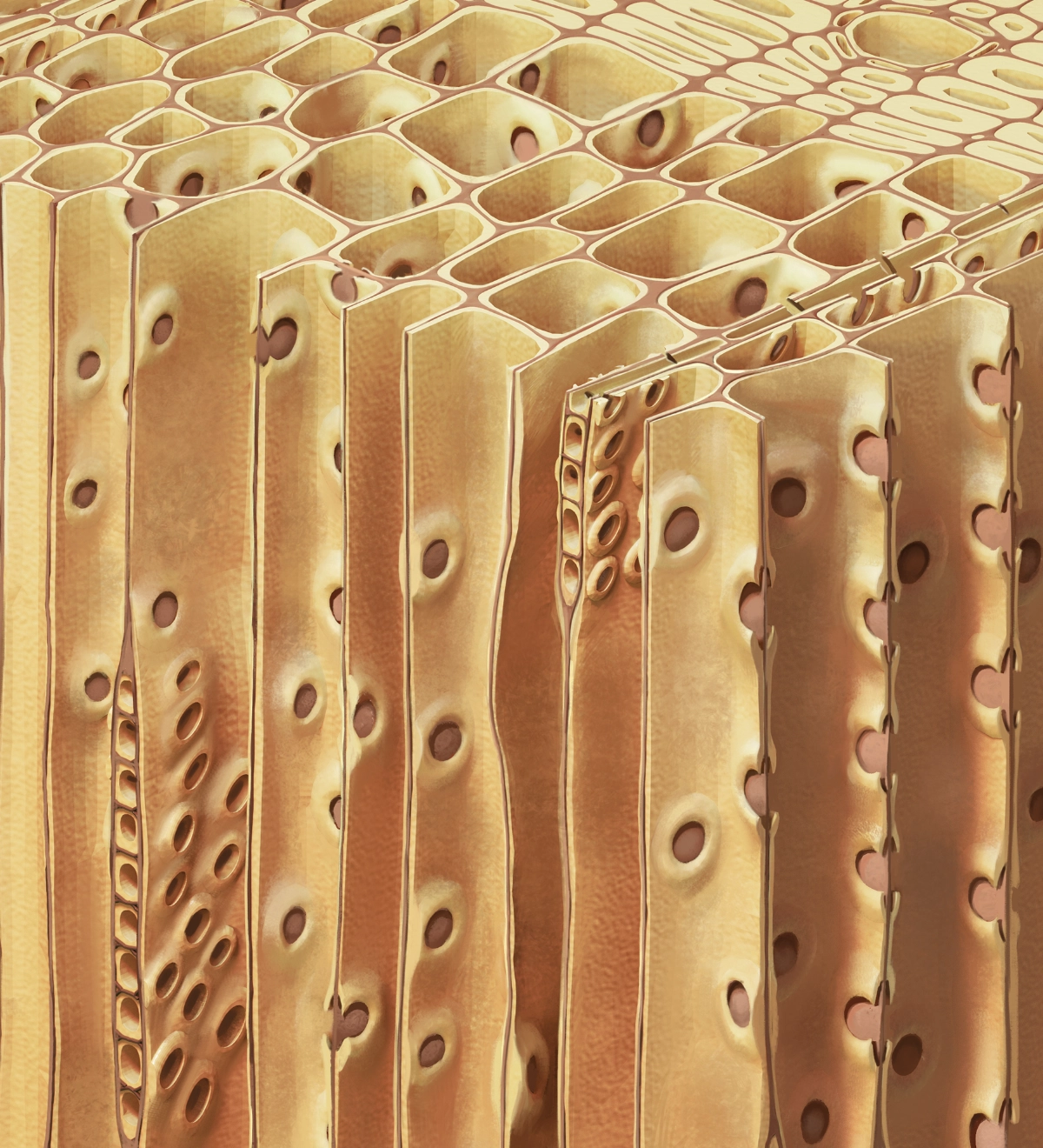 Soft Wood Cell Structure Close Up