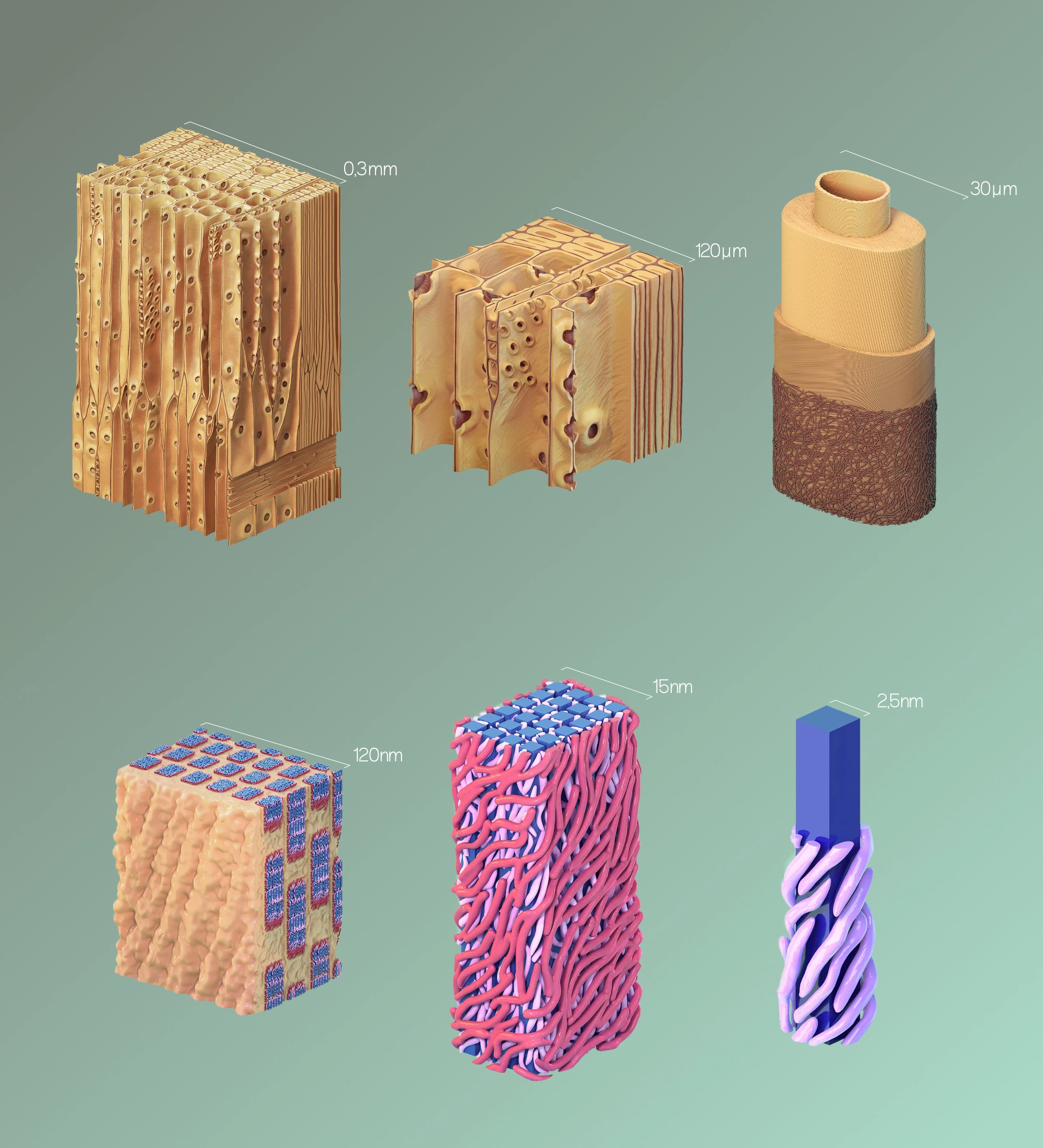 Wood Cell Structures