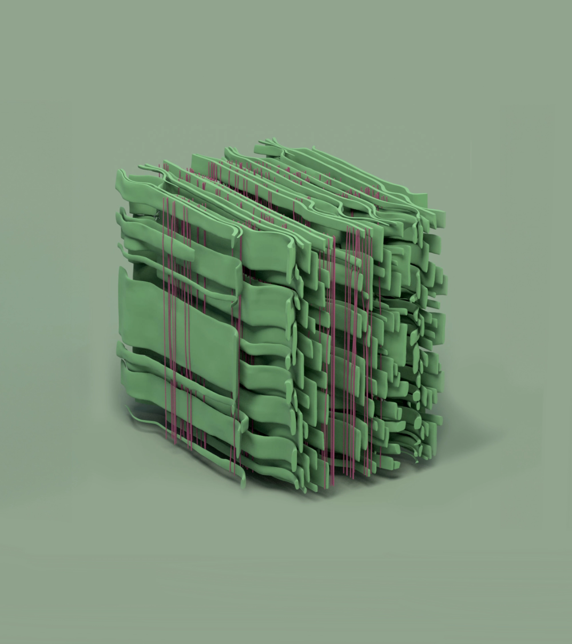 Parenchyma Cells of Oak Wood visualized